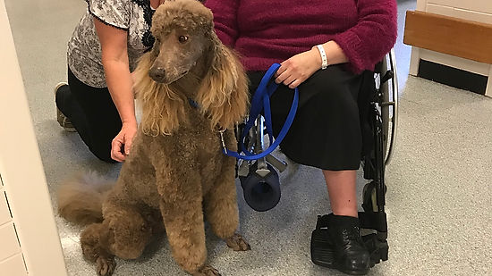 Pet Therapy Dogs On the Job